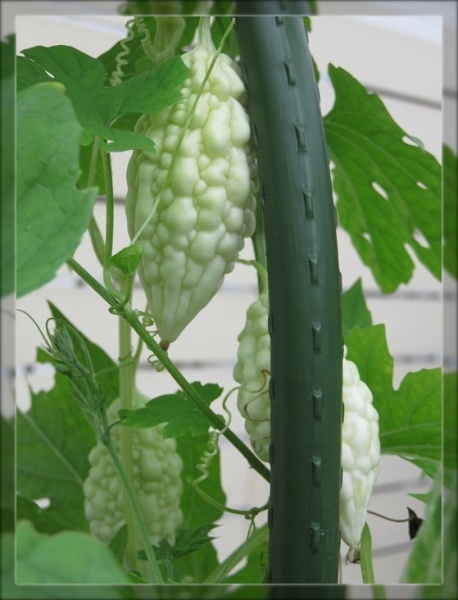 おうち菜園の収穫