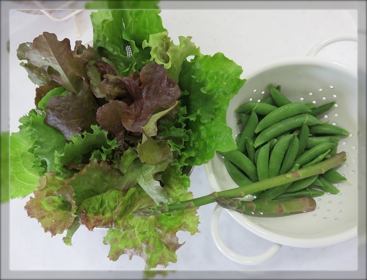 おうち菜園の収穫