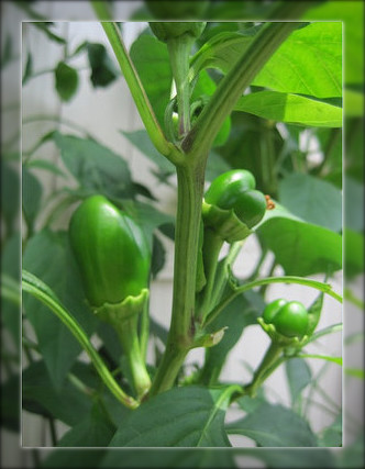 おうち菜園の収穫