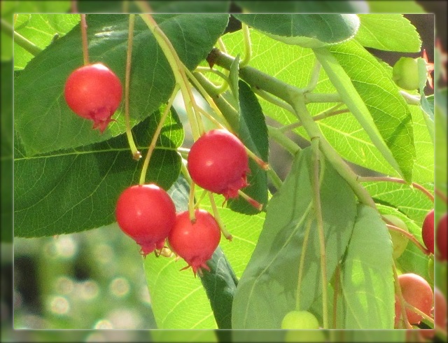 おうち菜園の収穫
