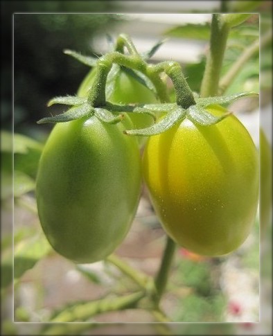 おうち菜園の収穫