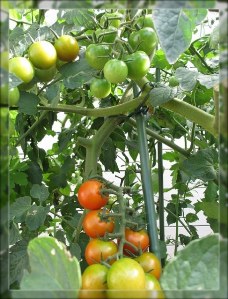 おうち菜園の収穫