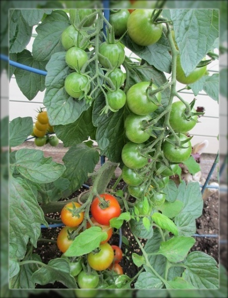 おうち菜園の収穫