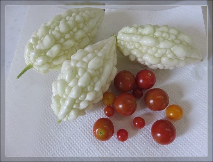 おうち菜園の収穫