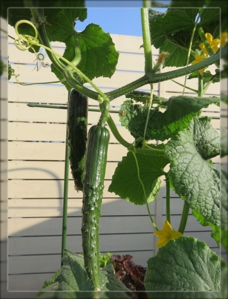 おうち菜園の収穫