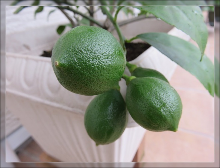 おうち菜園の収穫