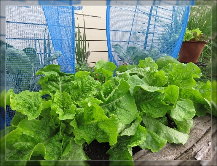 おうち菜園の収穫