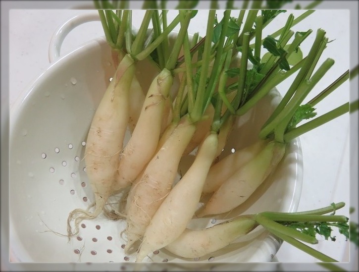 おうち菜園の収穫