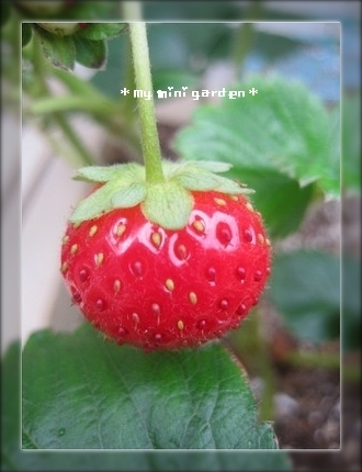おうち菜園の収穫