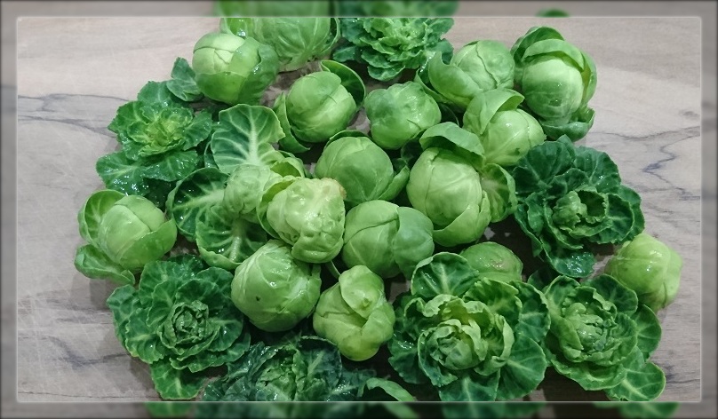 おうち菜園の収穫