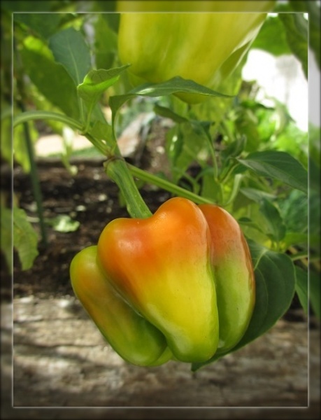 おうち菜園の収穫