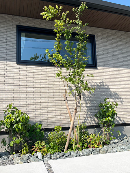 シンプルな、植栽と調和したエクステリア